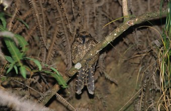 Lyre-tailed nightjar