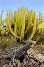 Tenerife tenerife gecko