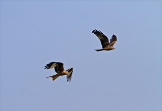 Red Kite left with Black Kite right