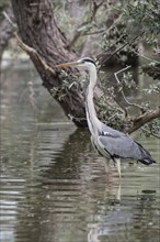Grey heron standing in the water near willow tree