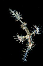 Ornate ghost pipefishes