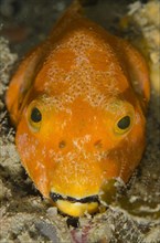 Star Pufferfish