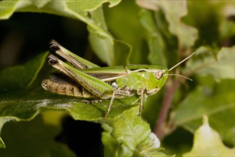 Stripe-winged grasshopper