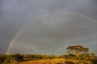 Rainbow over savannah habitat