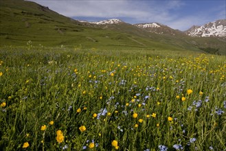 Species-rich pasture habitat with buttercups and forget-me-nots