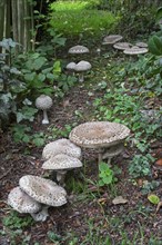 Parasol mushrooms