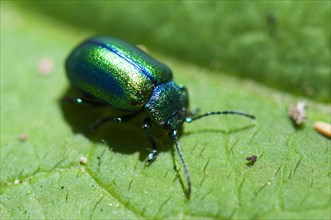 Alpine leaf beetle