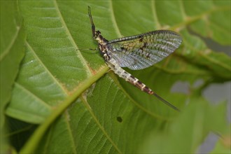 Danish mayfly