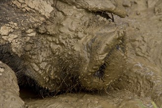 Big Black Pig in Mud Shoal