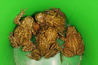 Common common toad