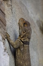 Spiny tailed Iguana at palmarium