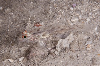 Signal Goby