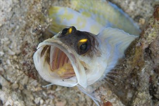 Adult Yellowbearded Johnfish