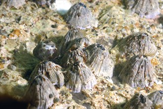 Southern barnacle