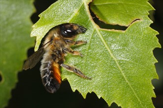 Willoughby's Leafcutter Bee