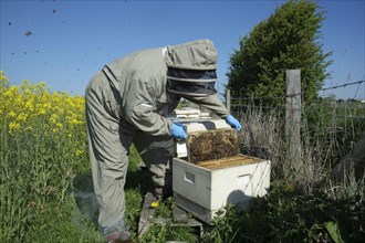 Beekeeper removing frame of Western Honey Bee
