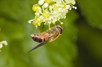 Spring hoverfly