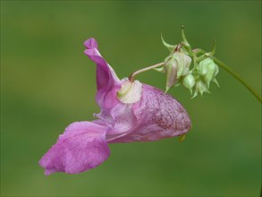 Himalayan balsam introduced invasive species