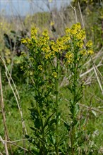 Wintercress