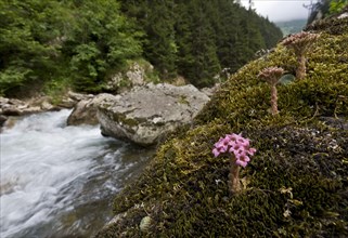 Flowering Caucasian stonecrop