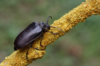 Large Longhorn Beetle