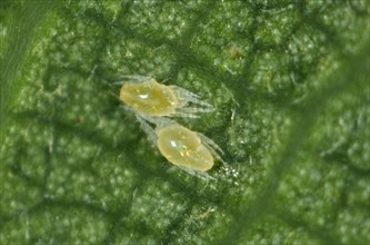 Tetranichid spider mites