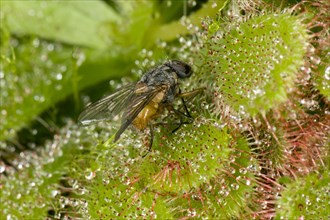A fly caught on the sticky hairs of a sundew