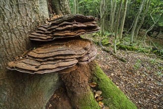 Fruiting bodies of the artist's mushroom