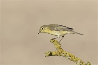 Adult willow warbler