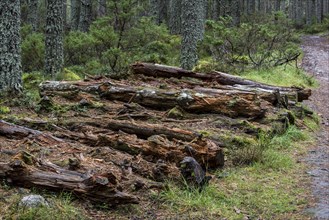 Piles of decaying pine logs rotting as deadwood on the forest floor