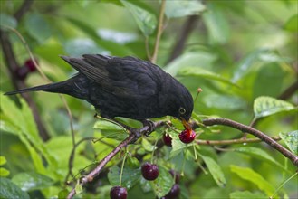 Blackbird