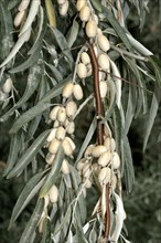 Russian OliveSlim-leaved Olive Willow
