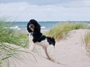 Harlequin Poodle