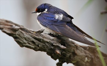 Adult white-throated swallow
