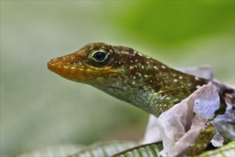 Dominican Anole
