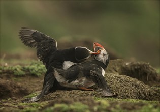 Atlantic Puffin