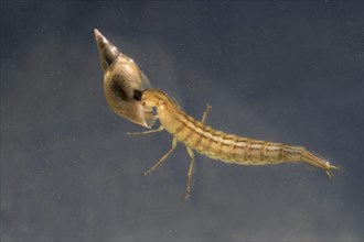 Larva of the large great diving beetle