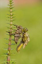 Broad-bodied Chaser adult