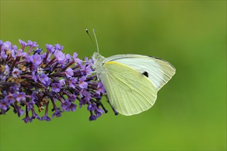 Large white cabbage butterfly