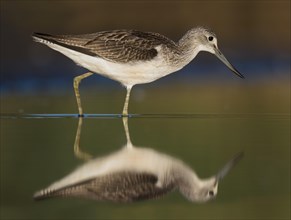 Reflection of the common greenshank