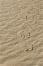 (Camelus dromedarius), foot prints