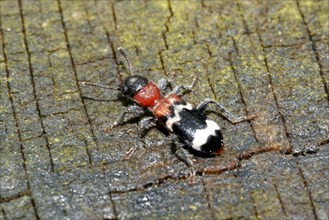 Ant stain beetle