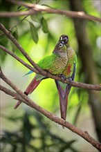 Green Cheeked Parakeet