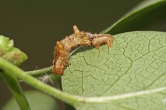Lilac moth