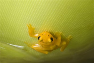 Golden poison dart frog