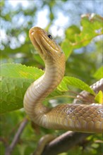 Aesculapian snake