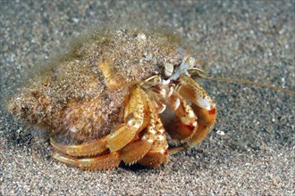 North Sea hermit crab