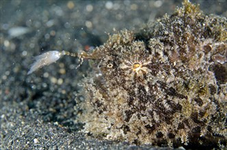 Striated frogfish