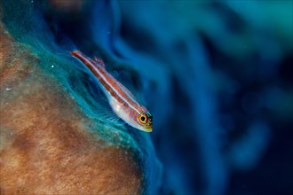 Striped Triplefin