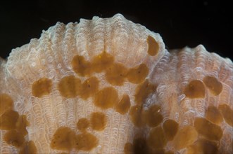 Coral Strudel Worm